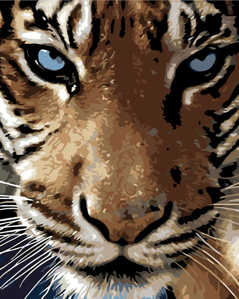 portrait of a close-up bold tiger face with blue eyes