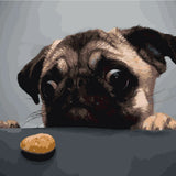 Painting of a pug staring eagerly at a small treat