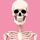 A detailed skeleton with a pink background and a grin