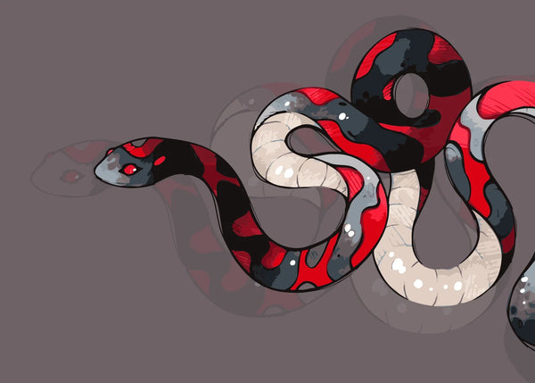 Banded red, black, and white stylized snake coiled on a dark taupe background. Coral snake-inspired paint by numbers kit design by Kalinina.