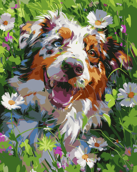 Happy Australian Shepherd dog surrounded by daisies in a vibrant meadow