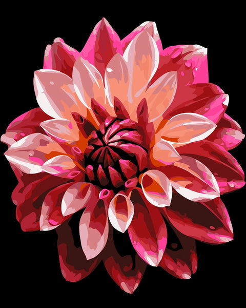 Vibrant red and pink dahlia flower painting on black background
